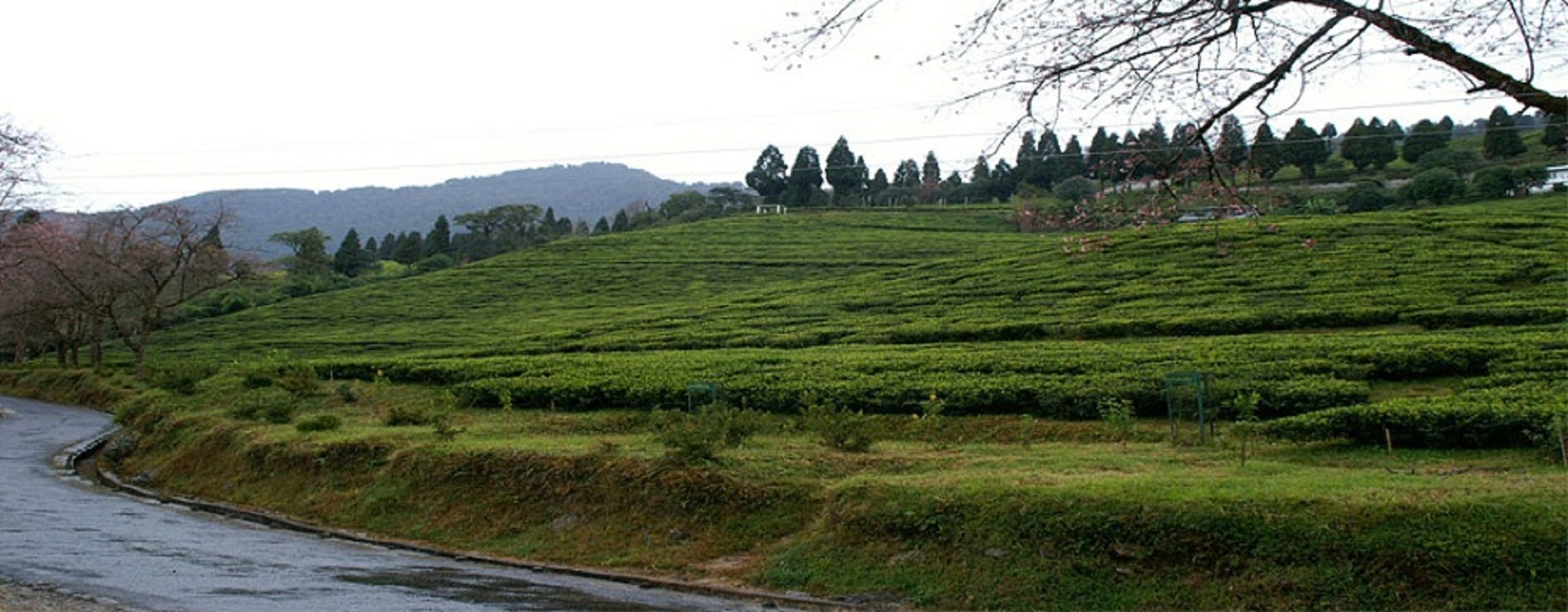  timi tea garden hill sun view gurudamalake north sikkim gagtok khechipari holly lake sikkim gangtok